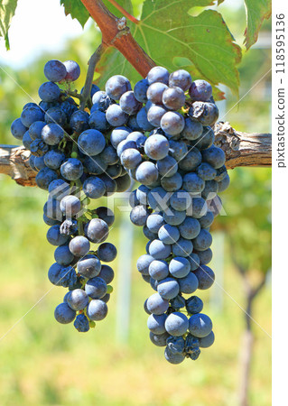 釀酒葡萄品麗珠 釀酒葡萄品麗珠 118595136