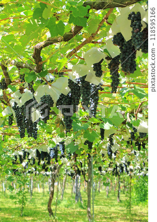 Wine grape Schiller Wine grape Schiller 118595166