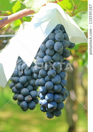 釀酒葡萄席勒 釀酒葡萄席勒 118595167