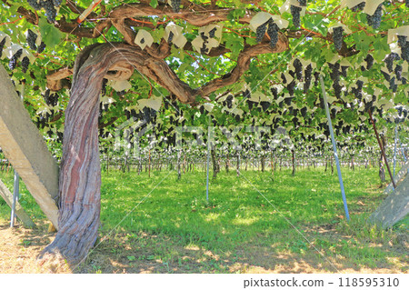 Wine grapes: old merlot vines 118595310