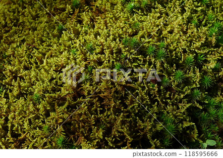 Plants that grow in clusters Plants that grow in clusters 118595666