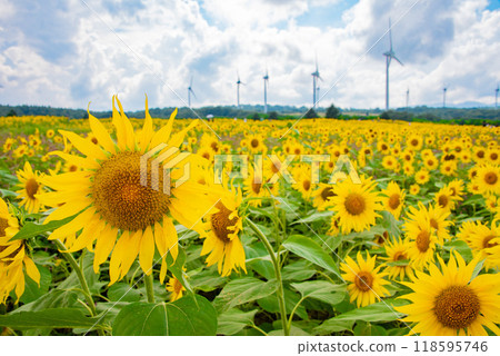 Summer blue sky and one sunflower field 118595746