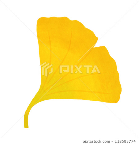 Yellow Ginkgo Yellow Ginkgo 118595774