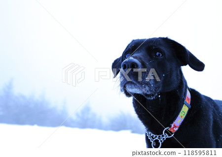 狗在雪中凝視 狗在雪中凝視 118595811