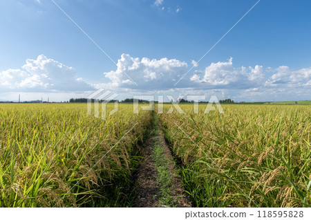Summer rice fields starting to ripen Summer rice fields starting to ripen 118595828