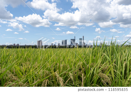 Summer scenery of the Minuma rice fields and Saitama New Urban Center 118595835