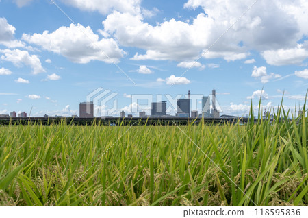 Summer scenery of the Minuma rice fields and Saitama New Urban Center 118595836