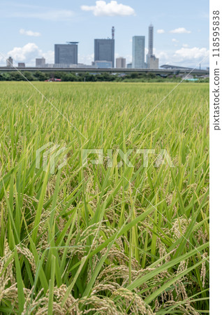 三沼稻田和埼玉新都心的夏日風景 三沼稻田和埼玉新都心的夏日風景 118595838