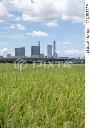 三沼稻田和埼玉新都心的夏日風景 118595839