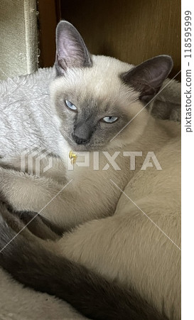 藍眼睛的貓睡在床上 118595999