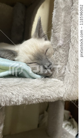 一隻小貓要小睡一下 一隻小貓要小睡一下 118596002