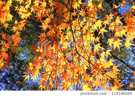 秋天的樹葉 秋天的樹葉 118596089
