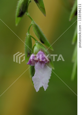 Thalia geniculata flower 118596211