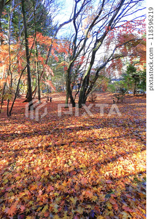 Fallen leaves Fallen leaves 118596219
