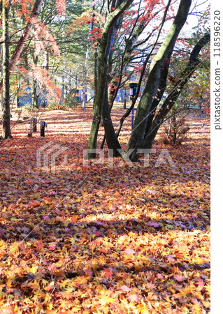 Fallen leaves Fallen leaves 118596220