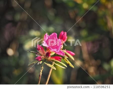 Deep pink flowers bloom at the ends of the branches of the Yoshino azalea Deep pink flowers bloom at the ends of the branches of the Yoshino azalea 118596251