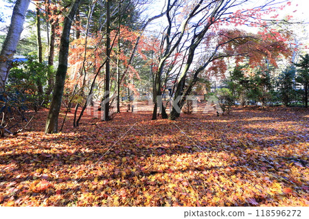 Fallen leaves Fallen leaves 118596272