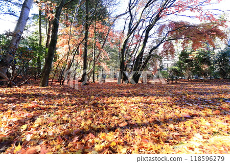 Fallen leaves Fallen leaves 118596279