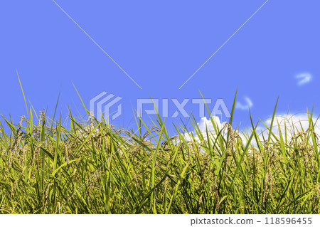 Blue sky and golden shining rice Blue sky and golden shining rice 118596455