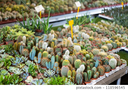 Large quantity of garden pots with succulent in open-air plants market Large quantity of garden pots with succulent in open-air plants market 118596545