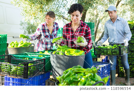 Positive farmers sorting and stacking green pepper Positive farmers sorting and stacking green pepper 118596554