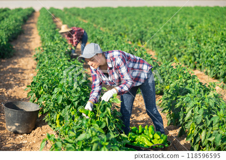 Woman gardener harvesting pepper on plantation 118596595