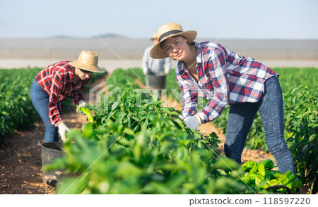 Team of farmers harvesting ripe bell peppers on field on summer day Team of farmers harvesting ripe bell peppers on field on summer day 118597220