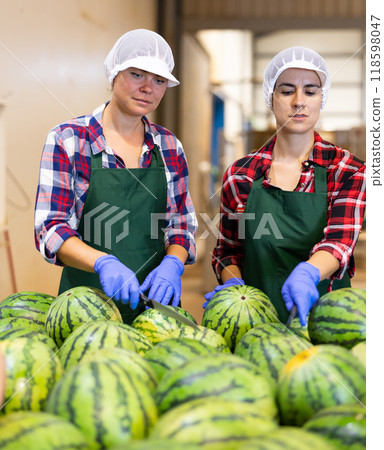 Women in uniform sorting watermelons in factory 118598047