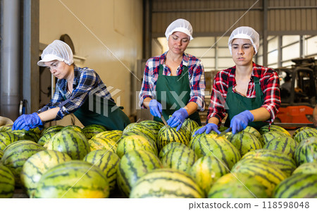 Women sorting fresh watermelons during work day in factory Women sorting fresh watermelons during work day in factory 118598048