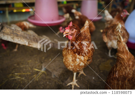 brown chicken or hen lay eggs in rural farm brown chicken or hen lay eggs in rural farm 118598073