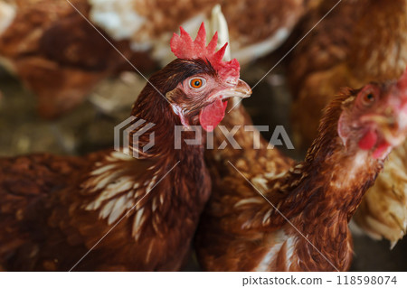 close up brown chicken or hen lay eggs in rural farm 118598074