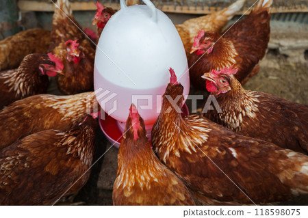 brown chicken drinking water from a feeder bucket in rural farm 118598075