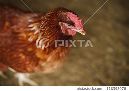 close up brown chicken or hen lay eggs in rural farm 118598076
