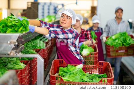 Woman sorting lettuce in agricultural facility Woman sorting lettuce in agricultural facility 118598100