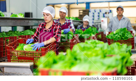 Woman in apron sorting fresh green lettuce in factory Woman in apron sorting fresh green lettuce in factory 118598101
