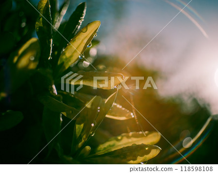 Morning dew drops on leaves, lens flare, after rain 118598108