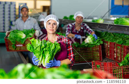 Hispanic woman arranging lettuce in boxes on sorting line in vegetable factory 118598110