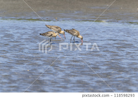 Flying fish Flying fish 118598293