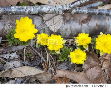 Fukuge草告訴春天 118598512