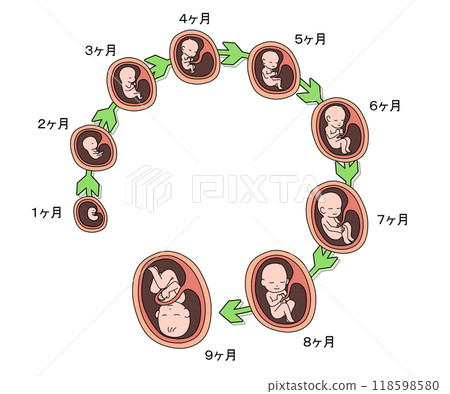 胎兒生長過程 118598580