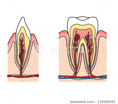 牙齒解剖（無文字） 118598583