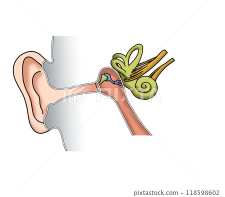 耳朵的解剖結構（無文字） 118598602
