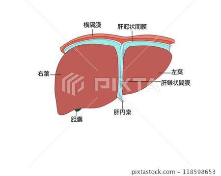 消化器官肝臟的解剖學和生理學(附文本) 消化器官肝臟的解剖學和生理學(附文本) 118598653