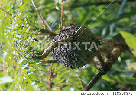 Ant Nest on a Tree Branch. 118598875