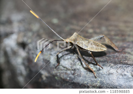 Close-up of a Yellow-Legged Leaf-Footed Bug. 118598885