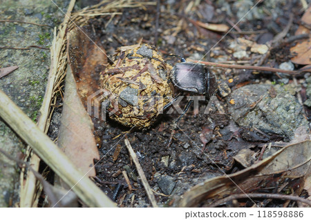 Dung Beetle Rolling its Ball. Dung Beetle Rolling its Ball. 118598886