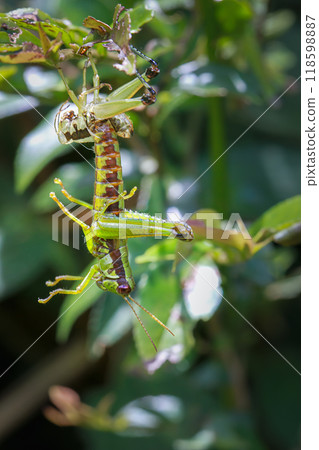 Predatory Grasshopper in Taiwan. Predatory Grasshopper in Taiwan. 118598887