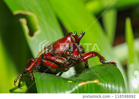 Vibrant Male Rhinoceros Beetle on Green Leaf, Taiwan. 118598892