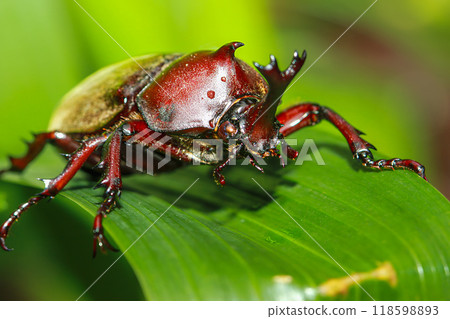 Vibrant Male Rhinoceros Beetle on Green Leaf, Taiwan. Vibrant Male Rhinoceros Beetle on Green Leaf, Taiwan. 118598893