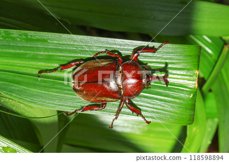 Vibrant Male Rhinoceros Beetle on Green Leaf, Taiwan. 118598894